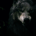 blackwolf332