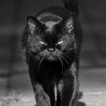Lucky_Devil_