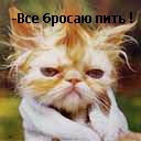bear_cr