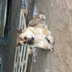Ger