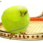ATP-WTA-ITF